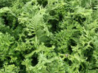 Hardy Fern Dryopteris filix-mas 'Cristata'